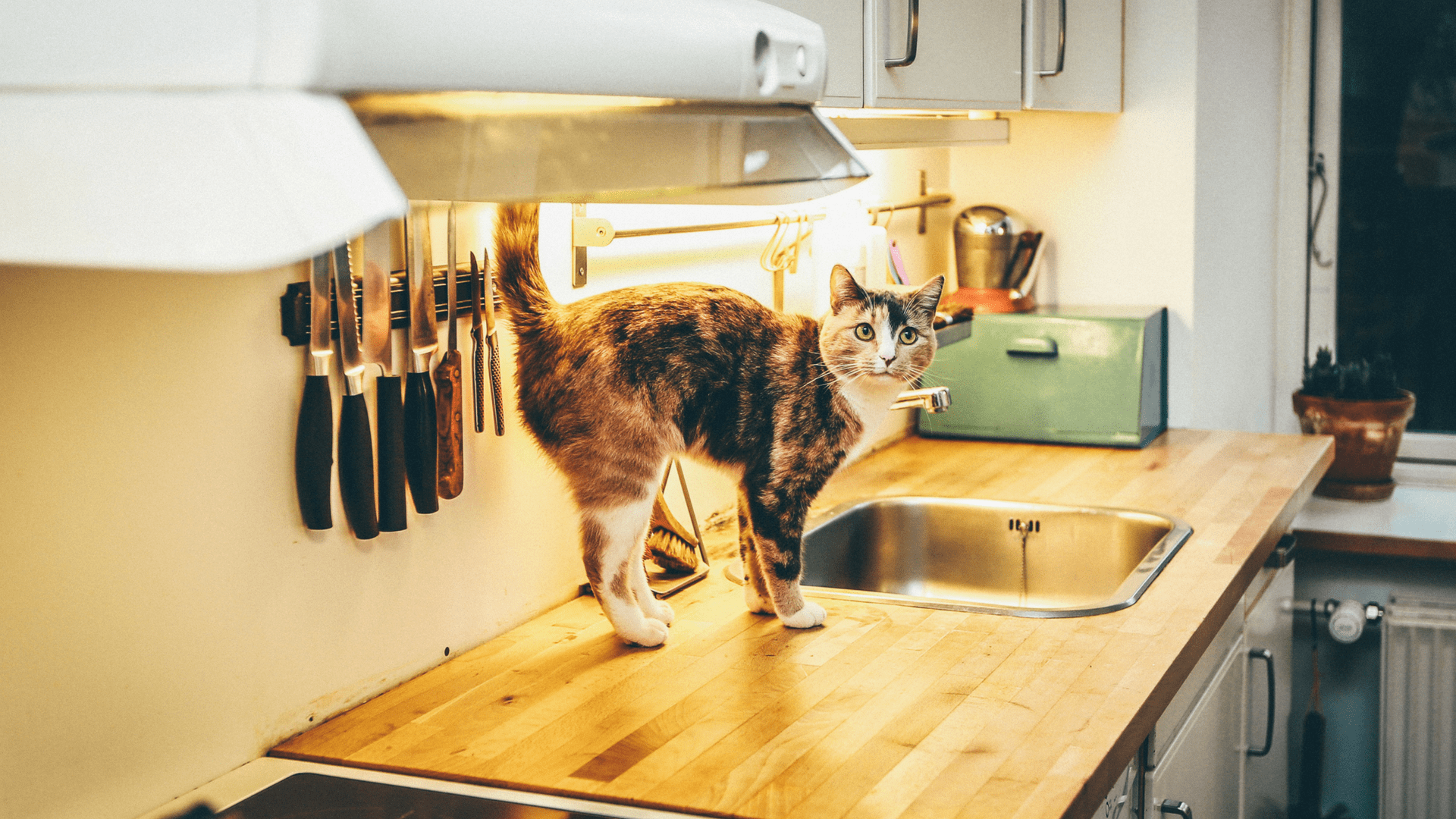Four Must-Know Tips on Buying New Appliances for Your Home * Four-must-know-tips-on-buying-new-appliances-for-your-home_www.lisasnotebook.com