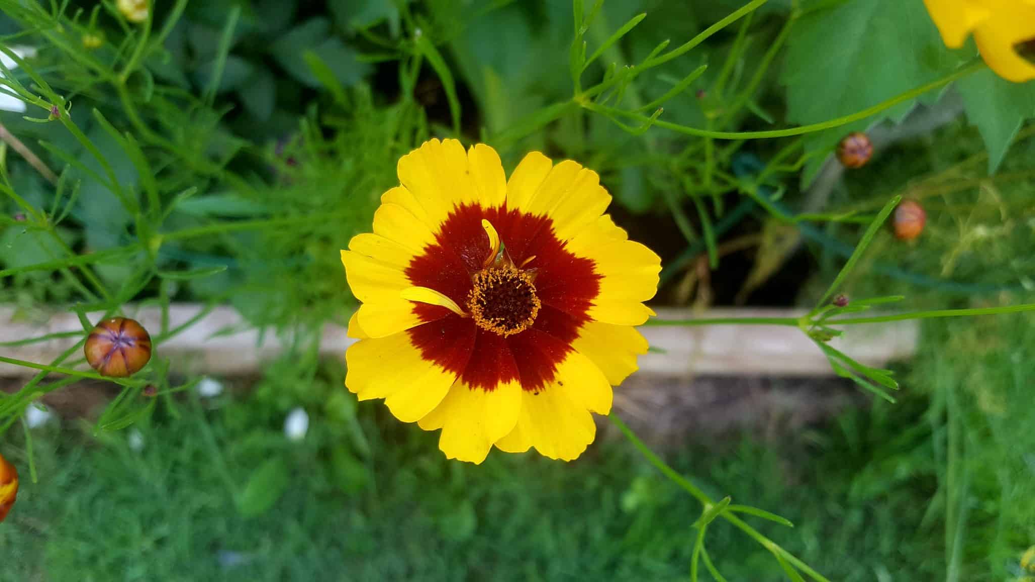 August in my garden August-in-my-garden_www.lisasnotebook.com