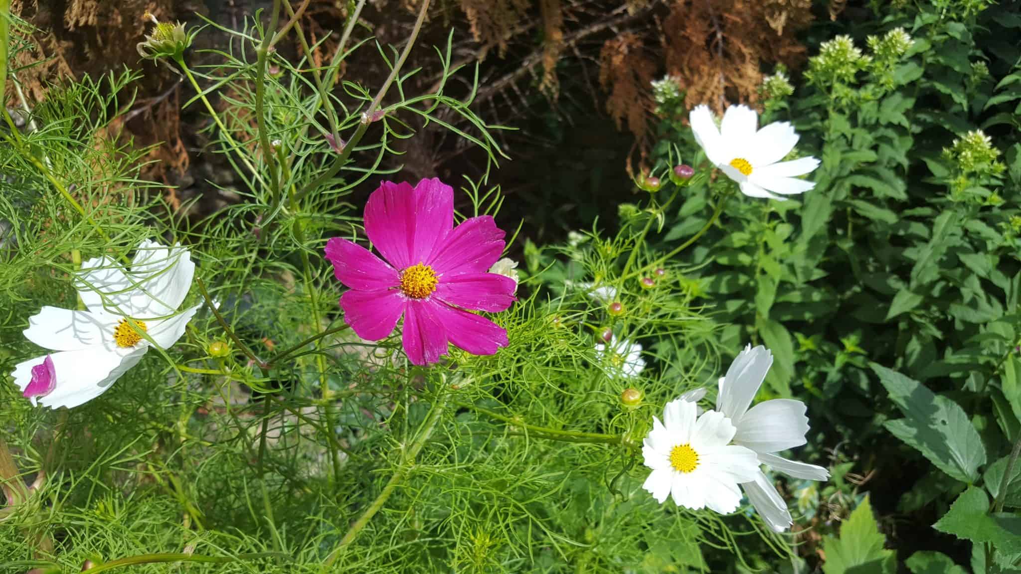 August in my garden August-in-my-garden_www.lisasnotebook.com