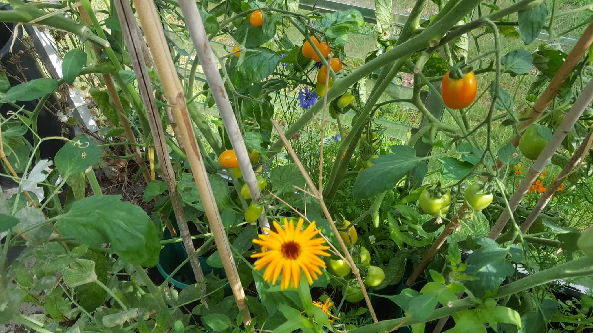 August in my garden August-in-my-garden_www.lisasnotebook.com