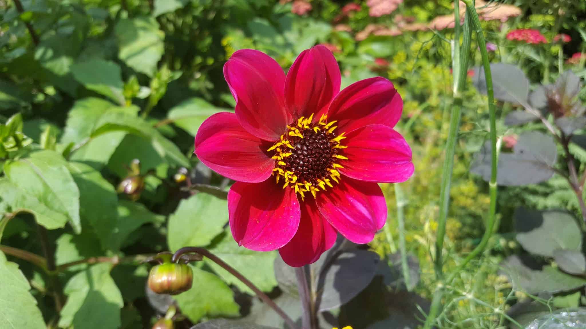 August in my garden August-in-my-garden_www.lisasnotebook.com