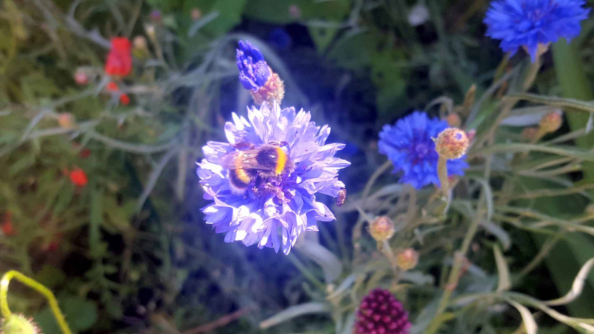August in my garden August-in-my-garden_www.lisasnotebook.com