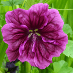 September-in-my-garden