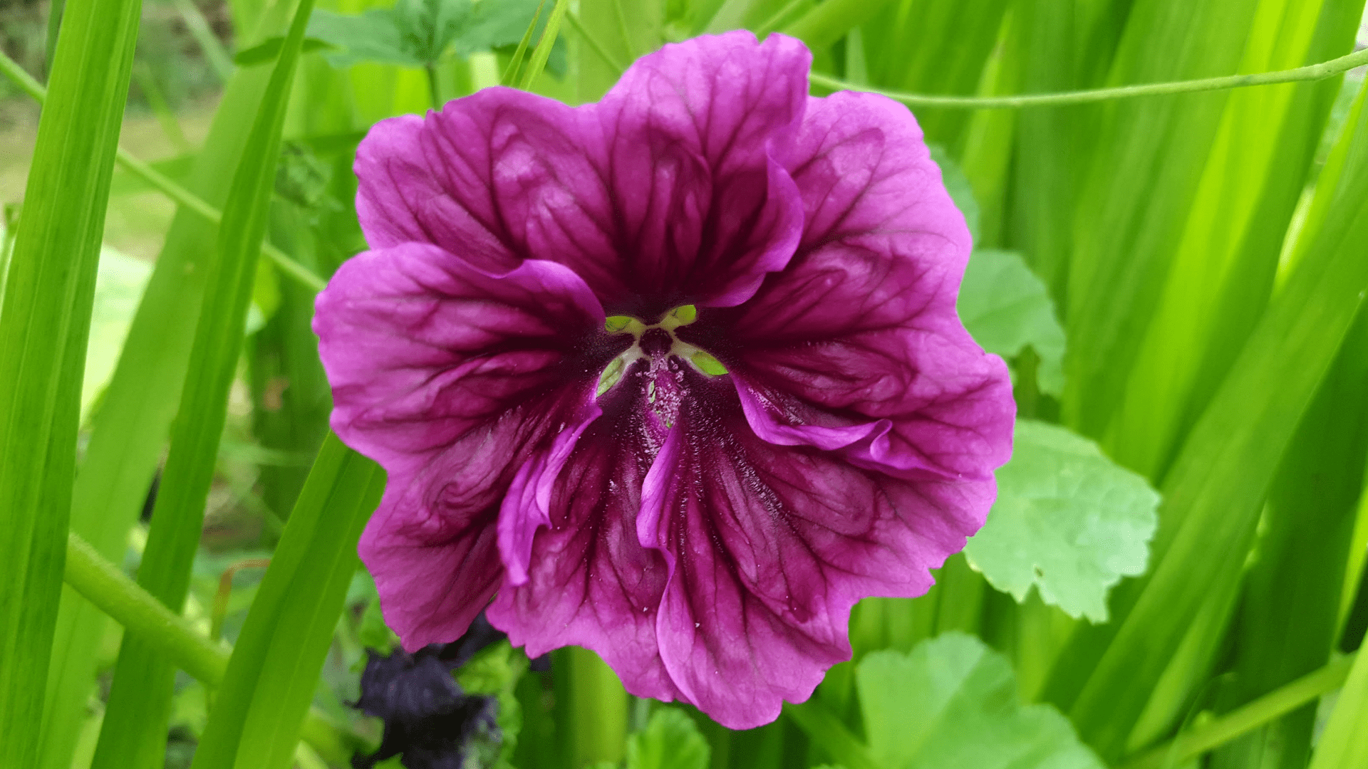September-in-my-garden