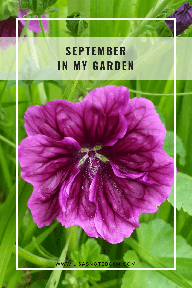 September-in-my-garden