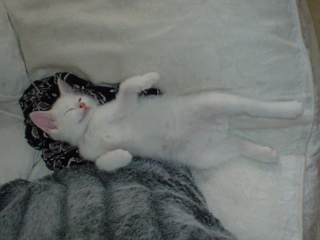 Jester our Clown Prince - My Pet Story with Petplan * jester-our-clown-prince-my-pet-story-with-petplan