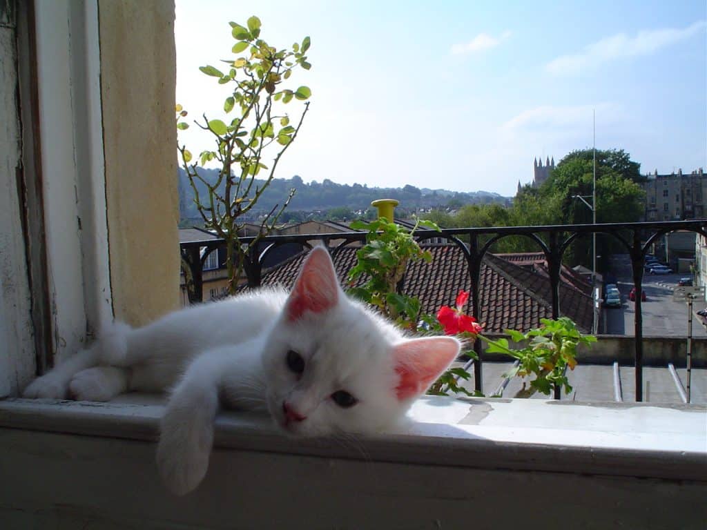 Jester our Clown Prince - My Pet Story with Petplan * jester-our-clown-prince-my-pet-story-with-petplan