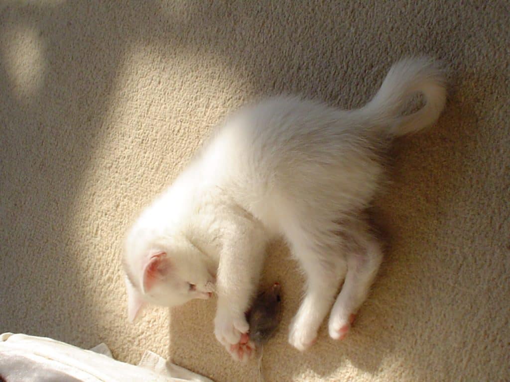 Jester our Clown Prince - My Pet Story with Petplan * jester-our-clown-prince-my-pet-story-with-petplan