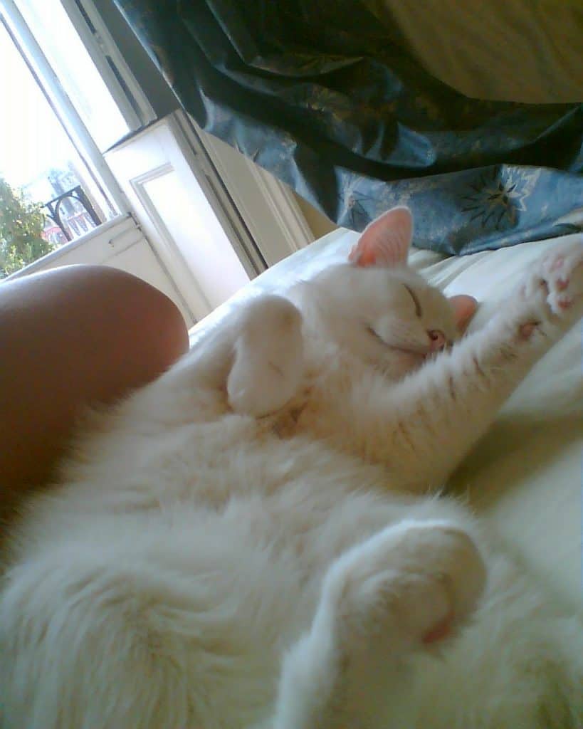 Jester our Clown Prince - My Pet Story with Petplan * jester-our-clown-prince-my-pet-story-with-petplan