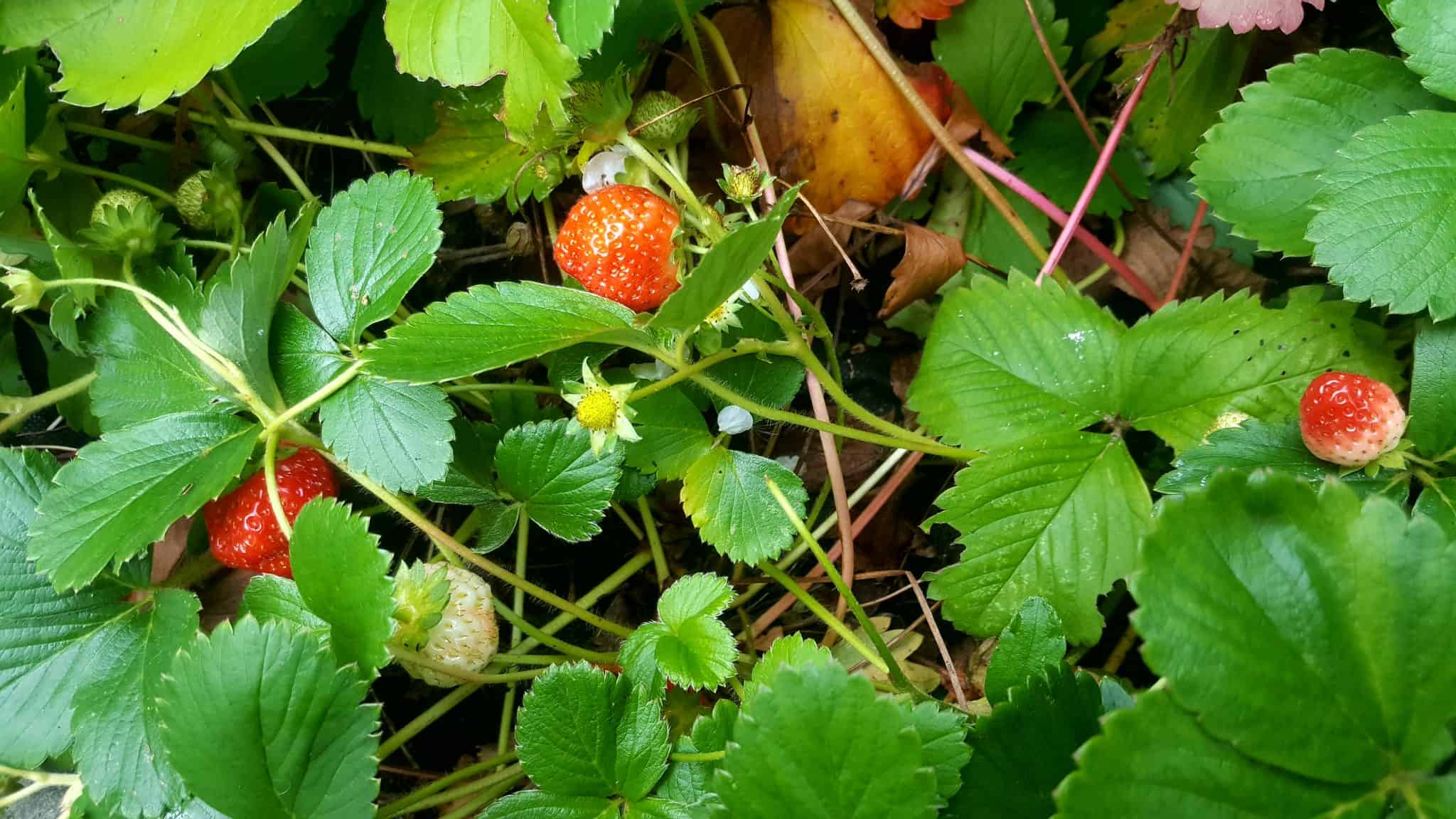 september-in-my-garden_03