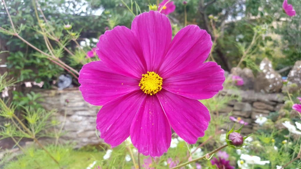 september-in-my-garden_04