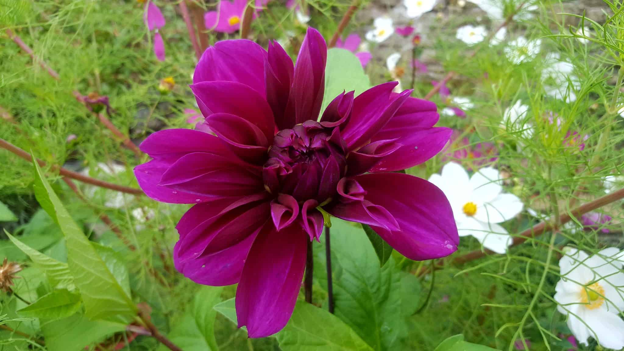 september-in-my-garden_06