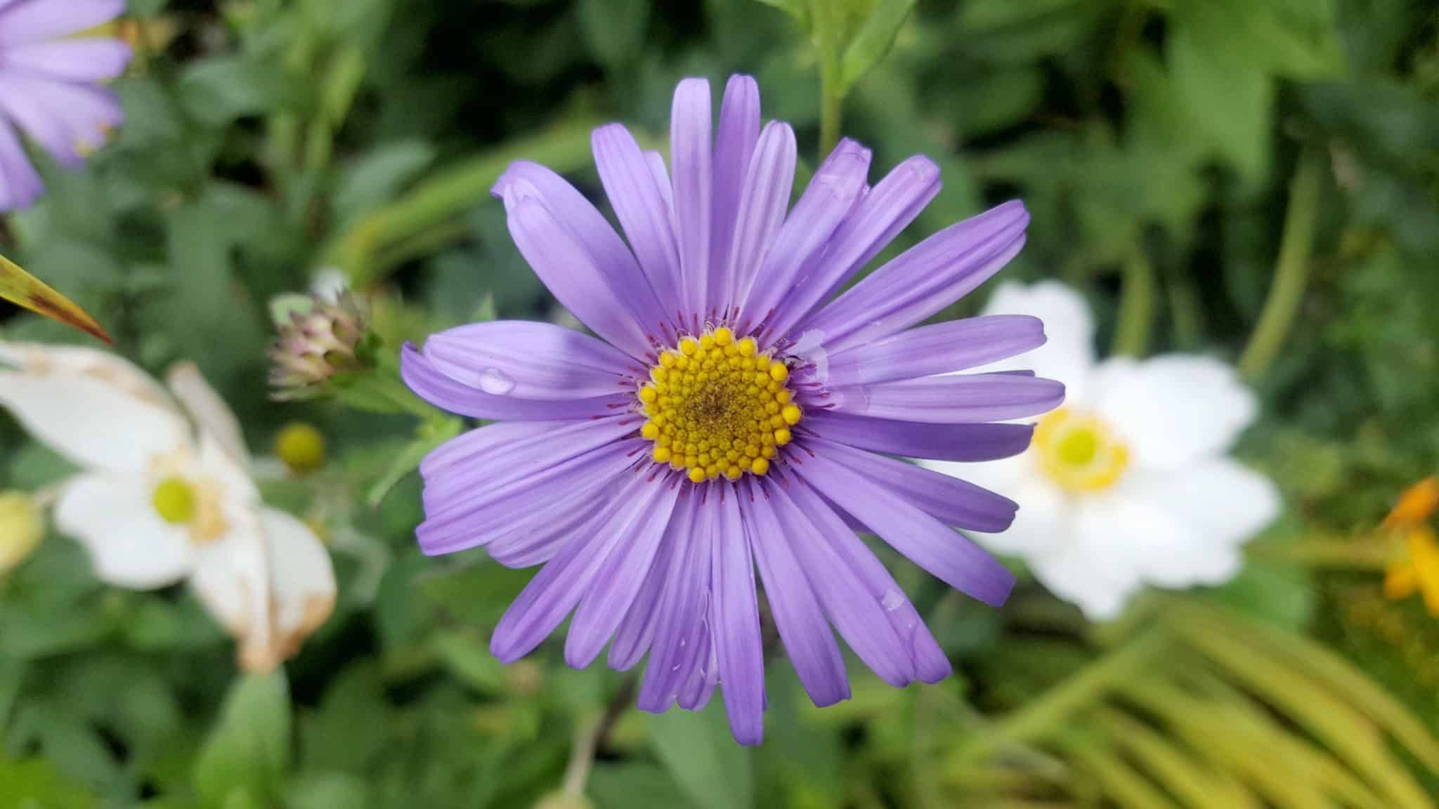 eptember-in-my-garden_11
