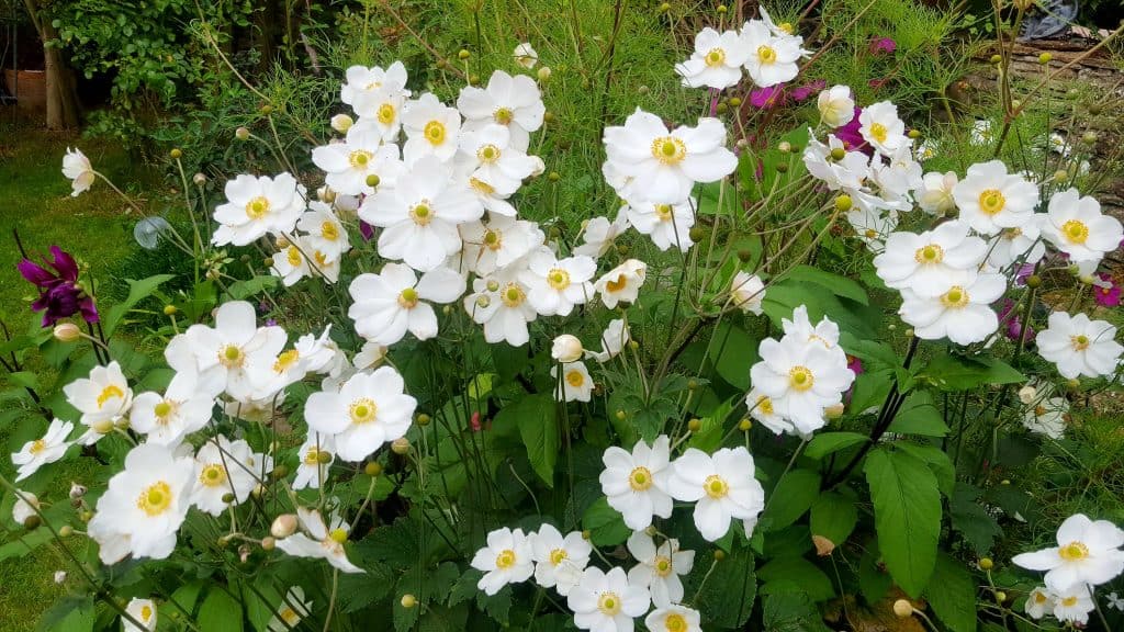 september-in-my-garden_12