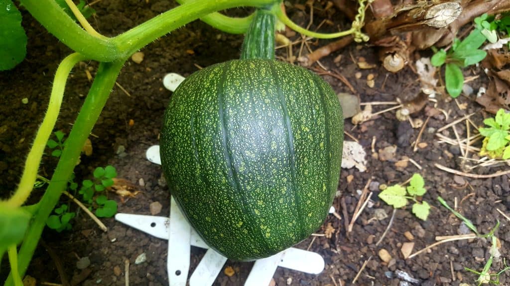 september-in-my-garden_13