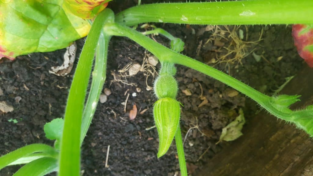 september-in-my-garden_14