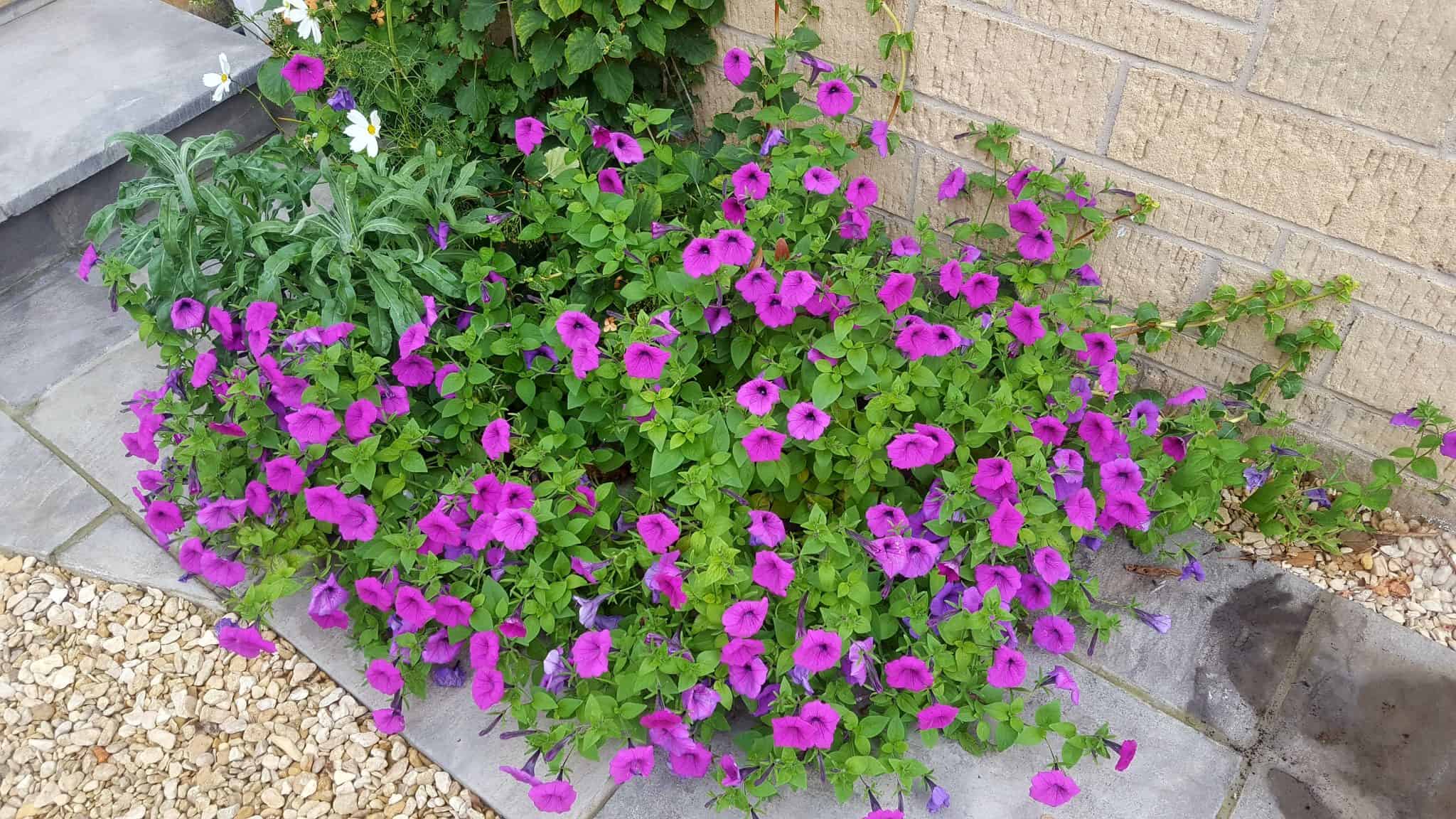 september-in-my-garden_18