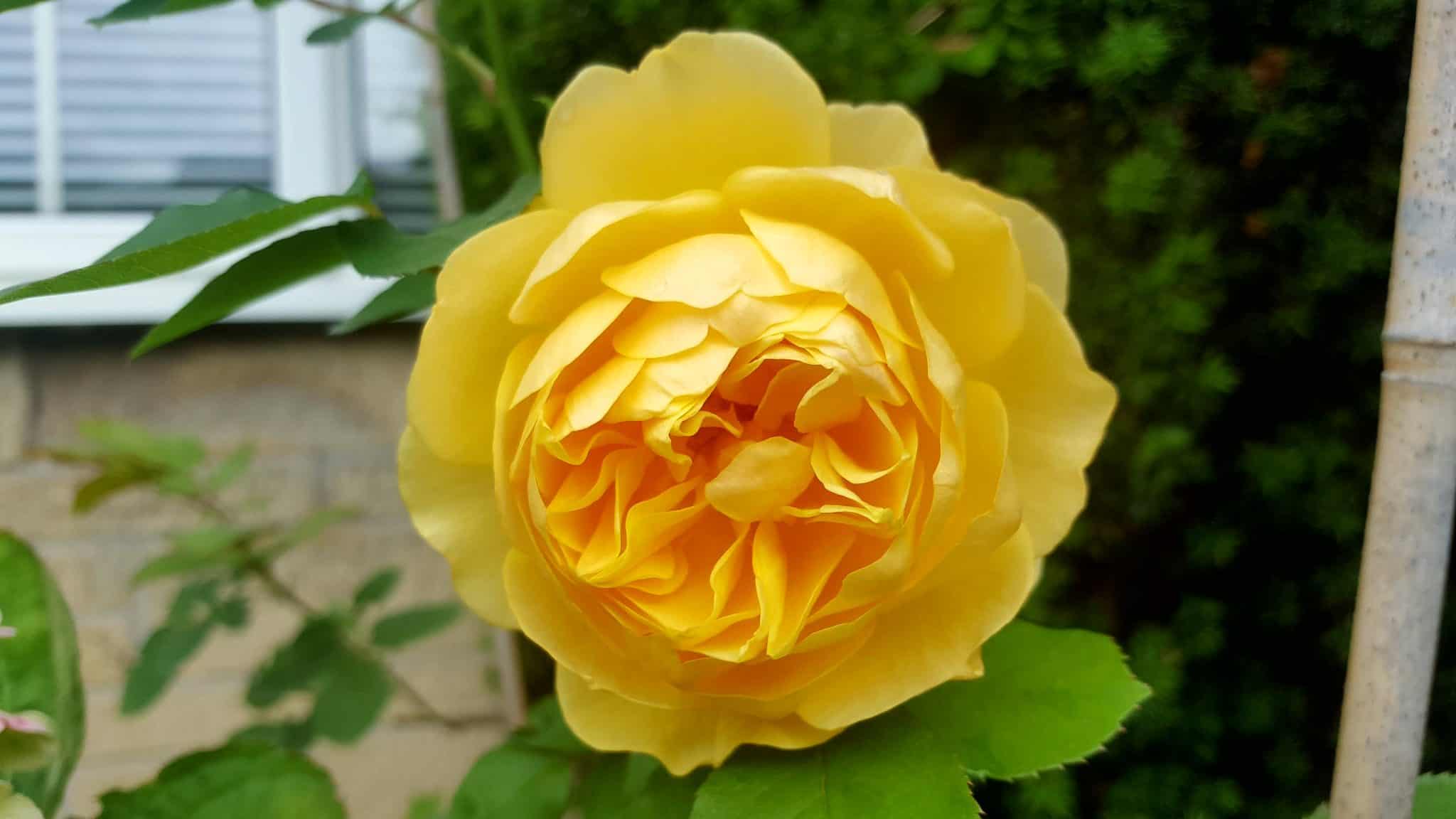 september-in-my-garden_19