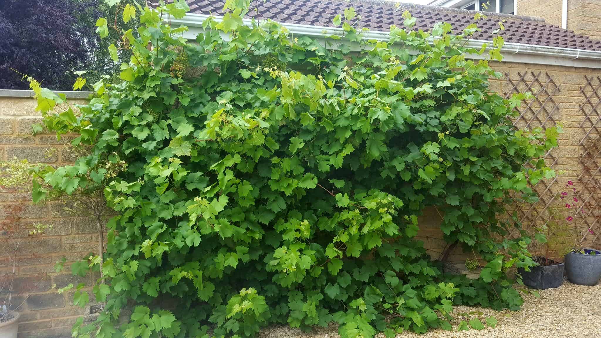 september-in-my-garden_21