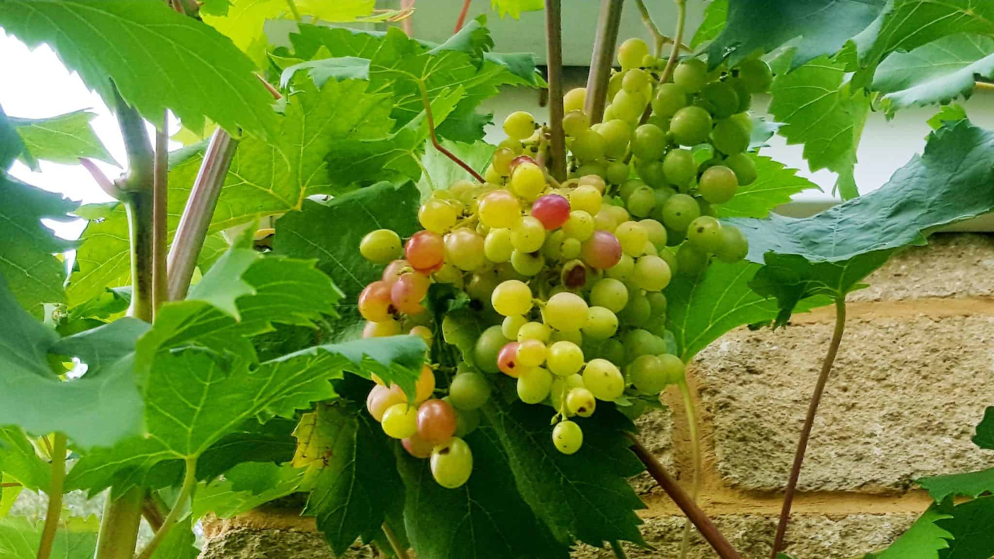september-in-my-garden_22