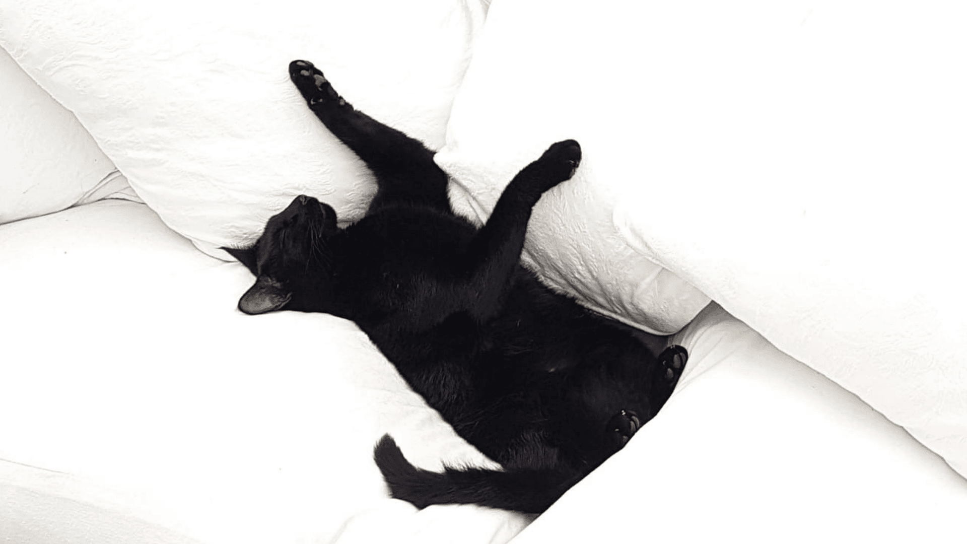 Self-Care Lessons My Cats Have Taught Me * self-care-lessons-my-cats-have-taught-me