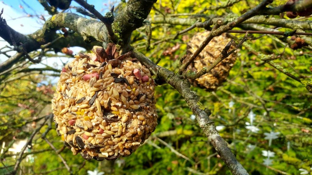November in our garden pinterest-christmas-nature-crafts-blogger-collab-with-book-murmuration
