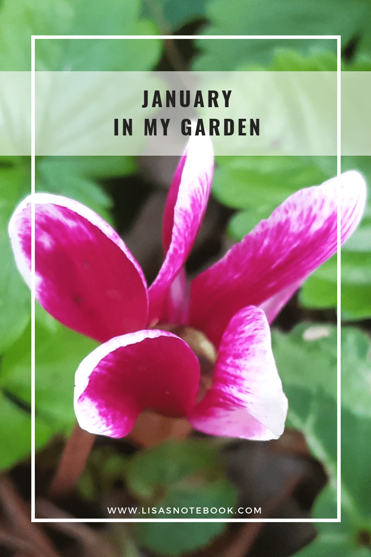 January-in-my-garden
