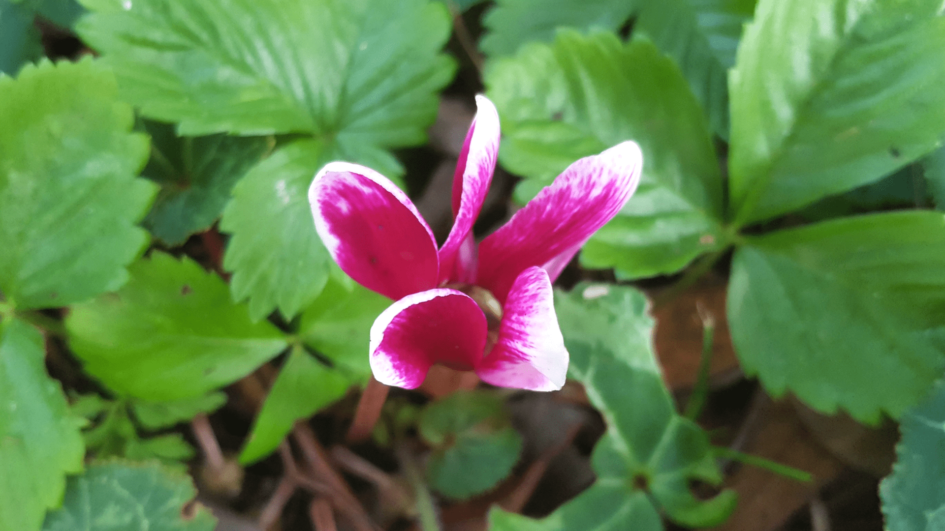 January-in-my-garden