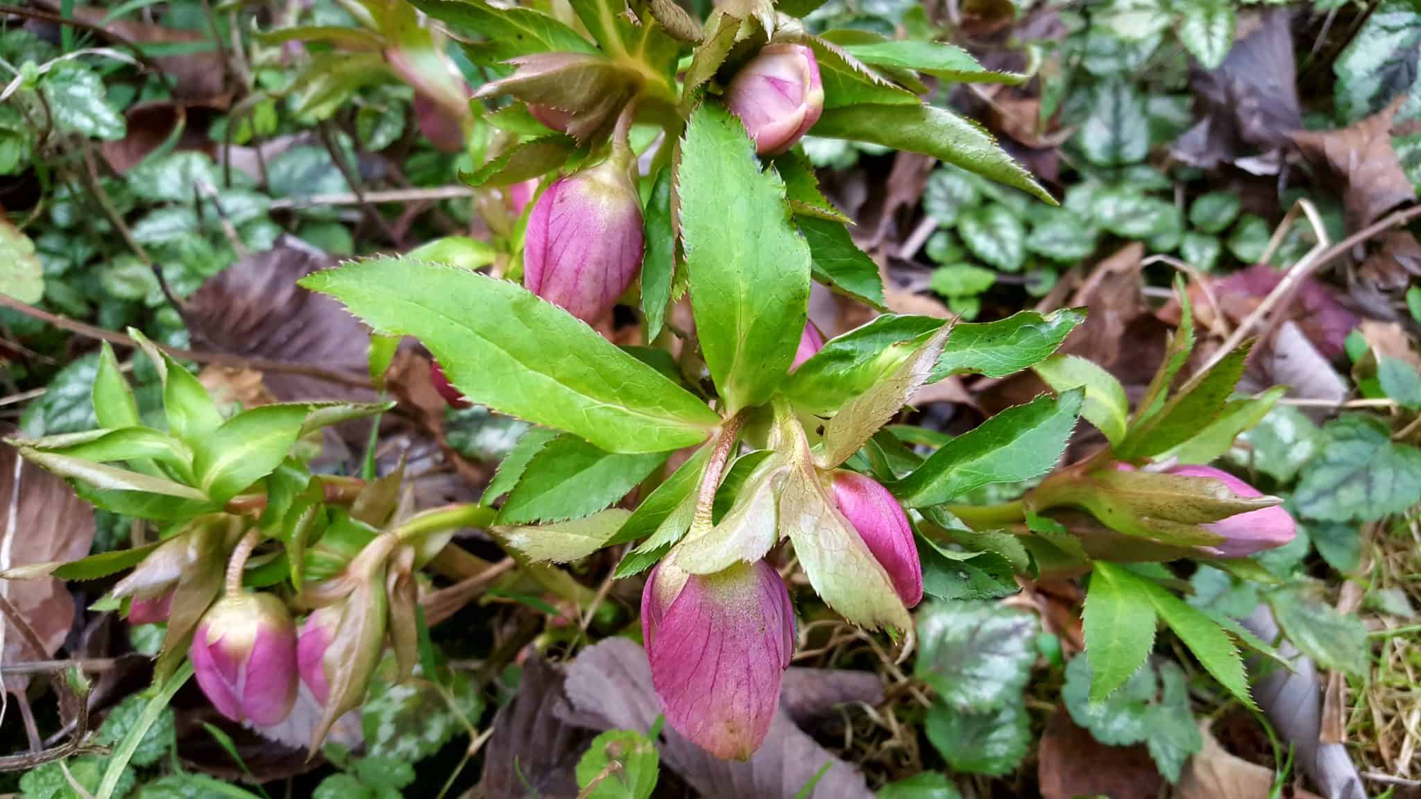 January-in-my-garden
