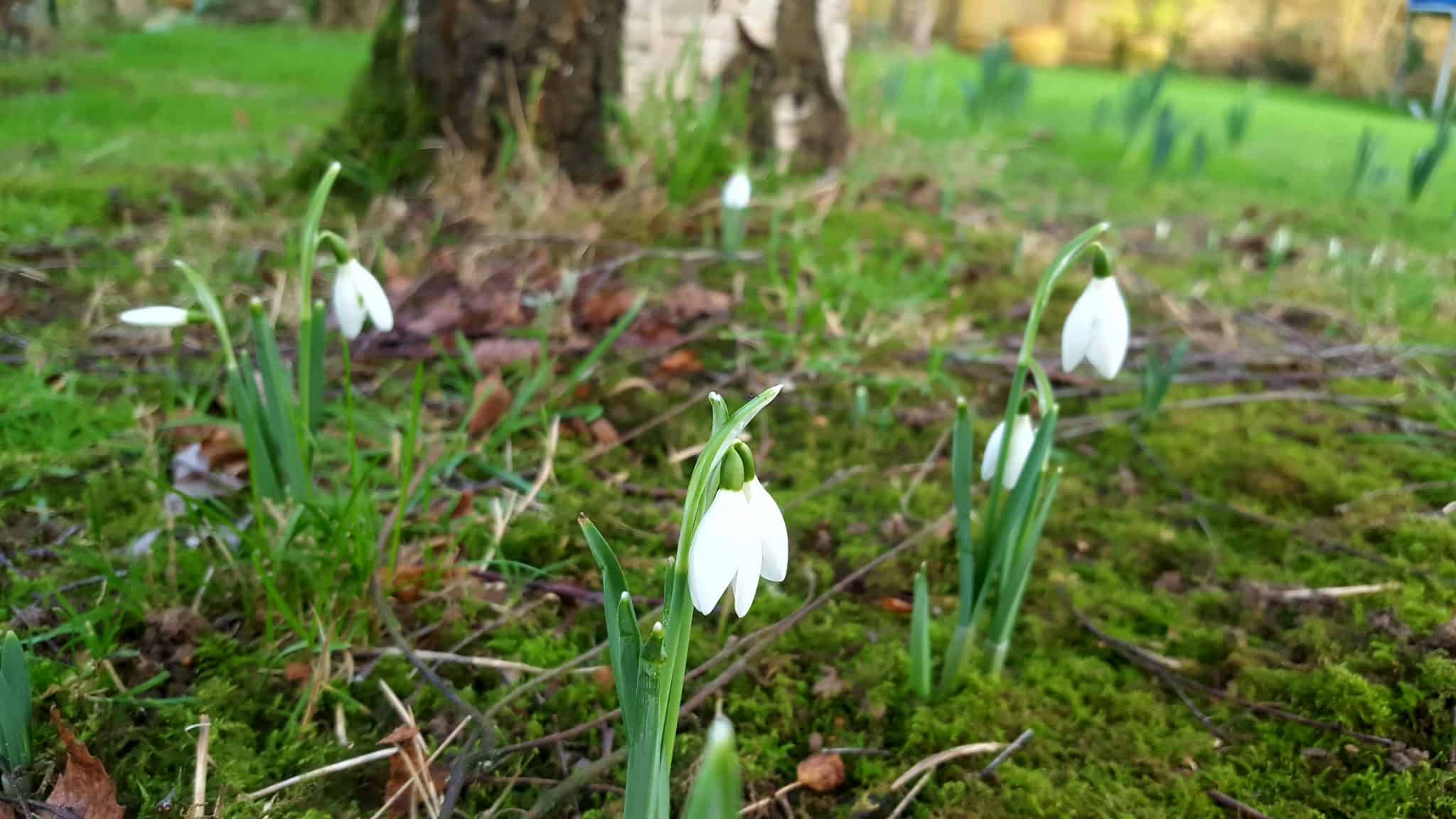 January-in-my-garden