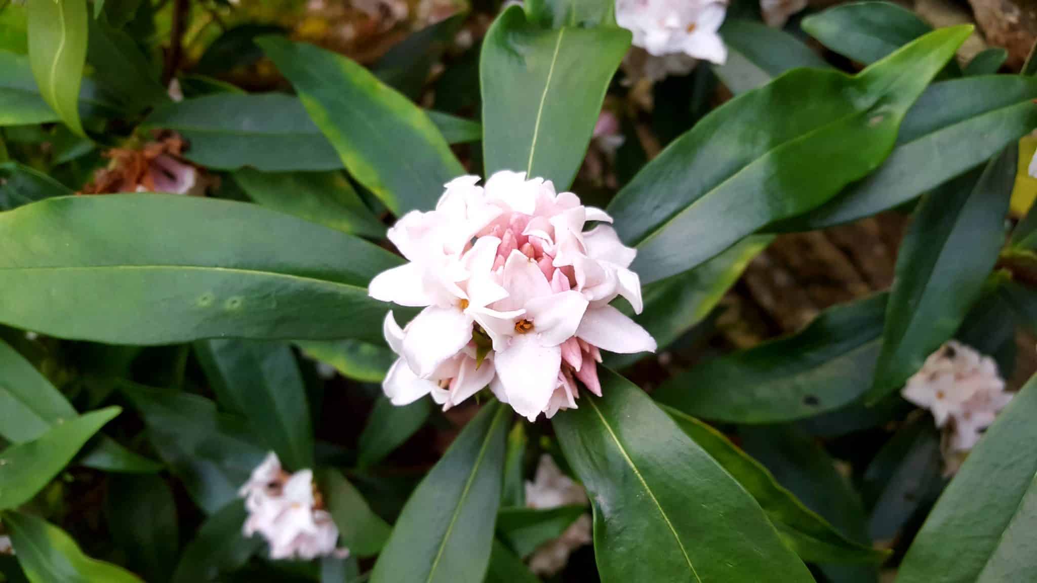 January-in-my-garden
