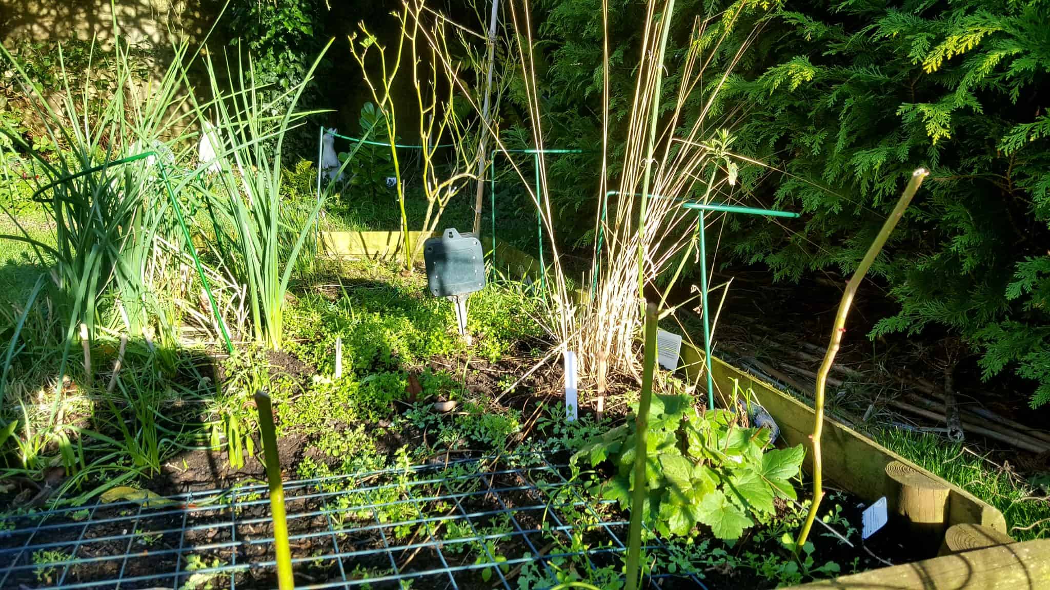 January-in-my-garden