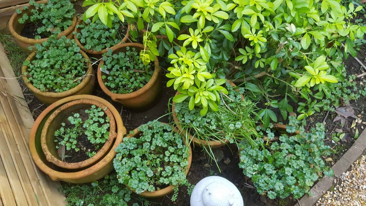 January-in-my-garden