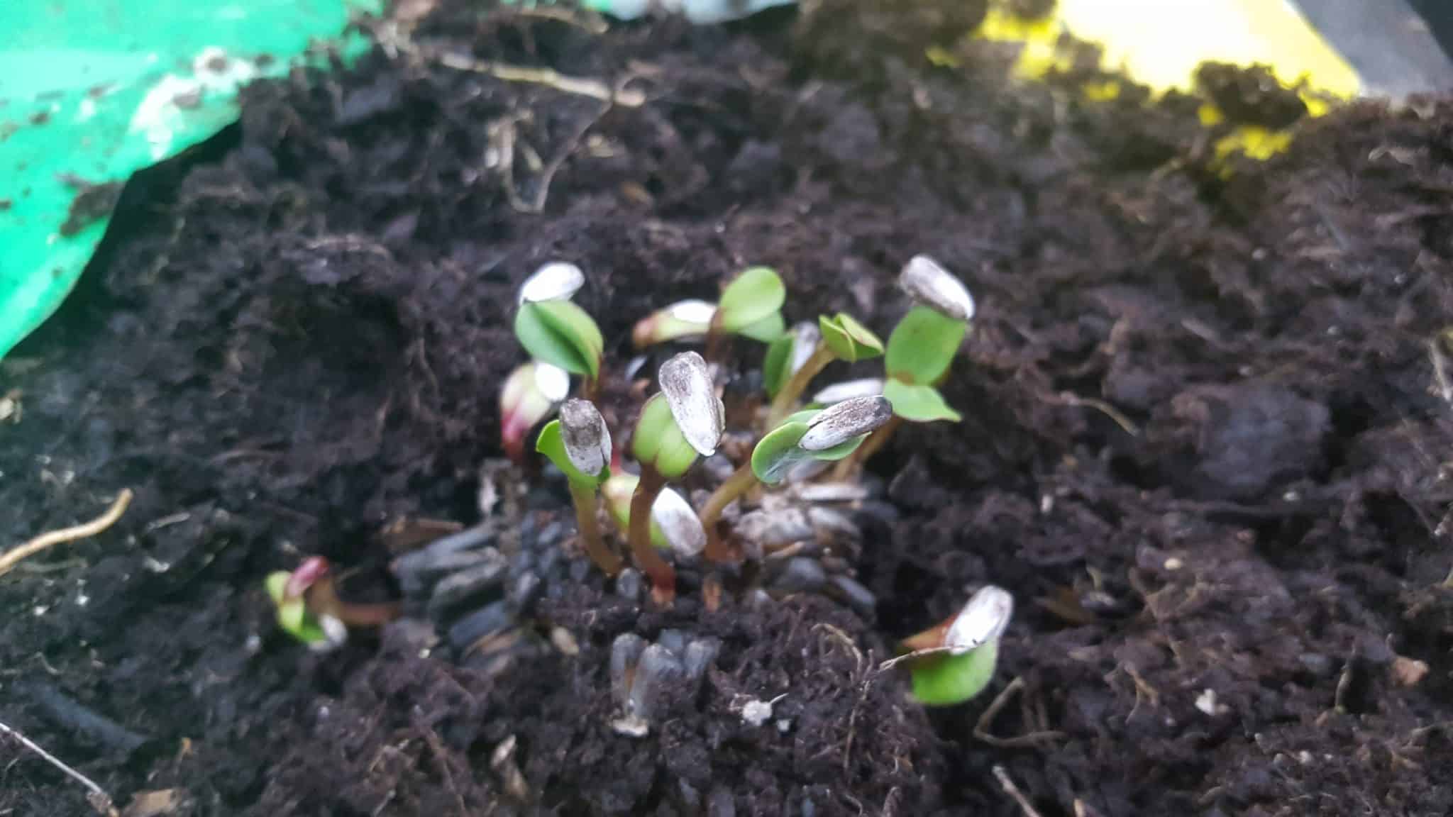 January-in-my-garden