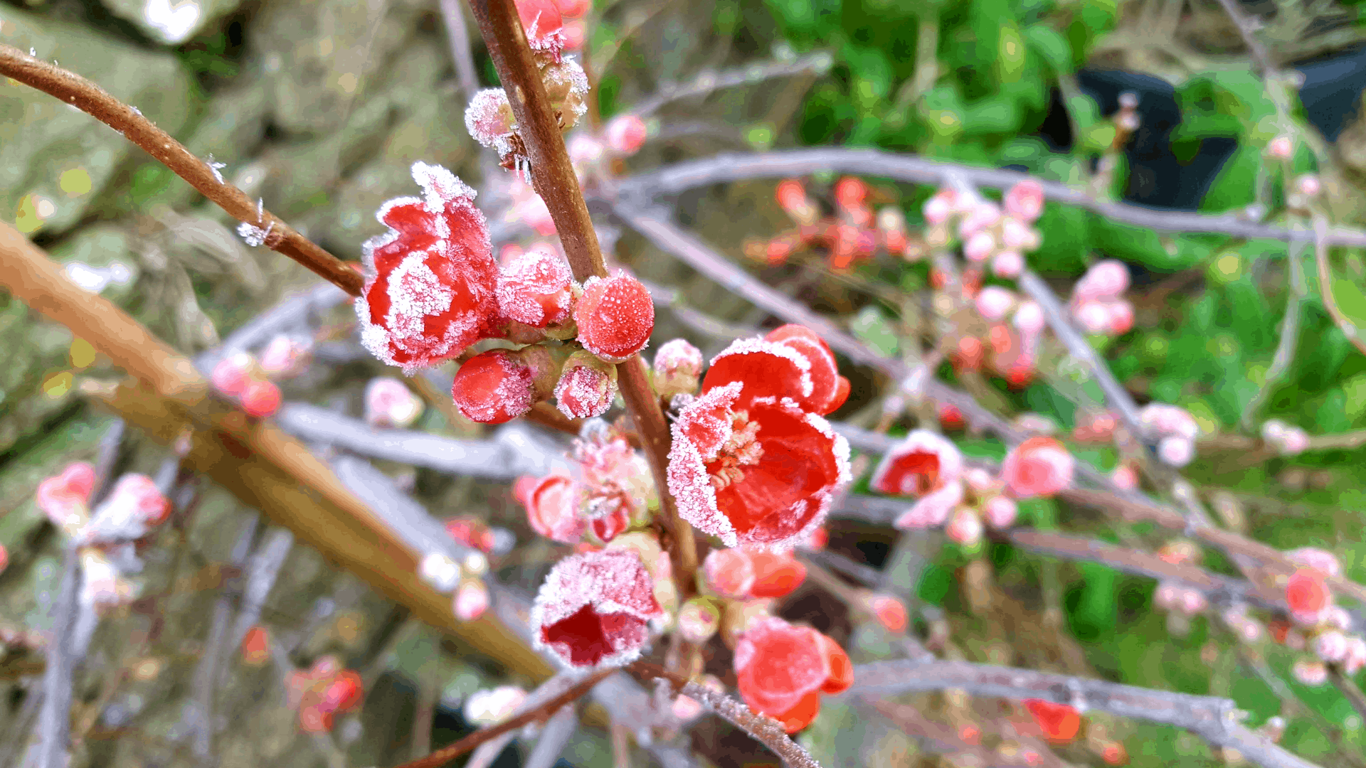 February in my garden * February-in-my-garden