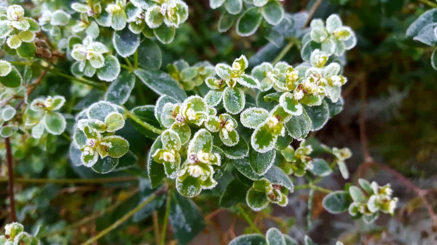 February in my garden * February-in-my-garden