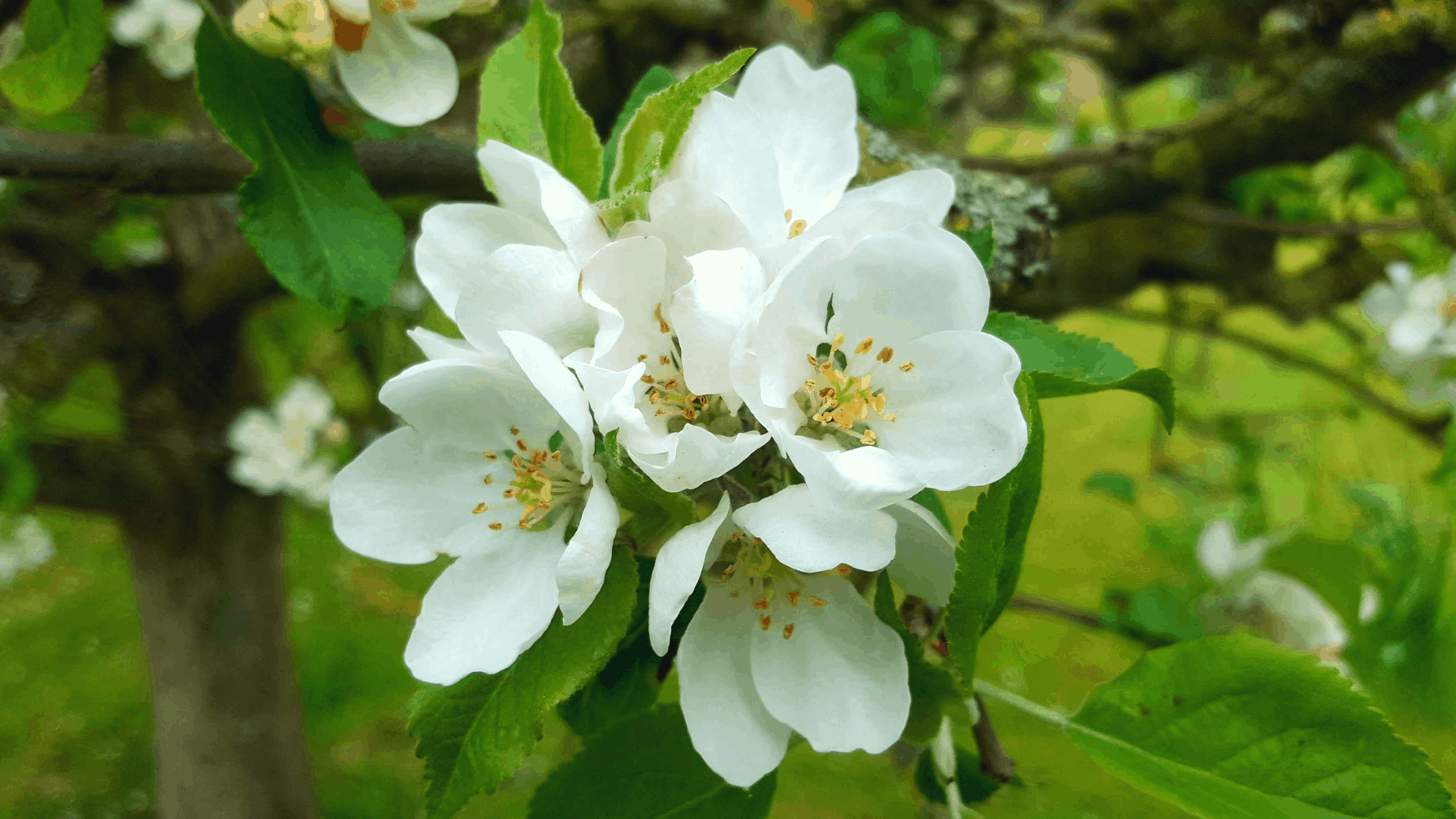 May in my garden * May-in-my-garden
