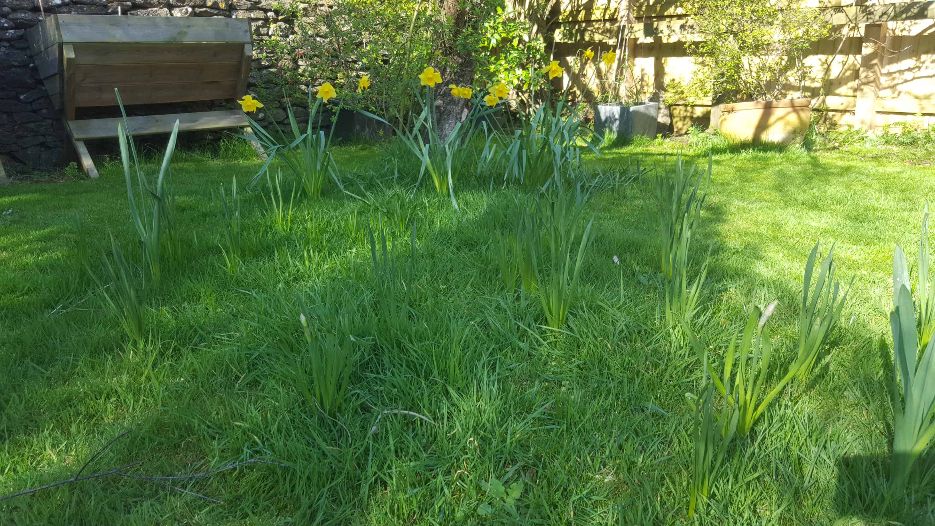 Five Lawn Care Tips to Prepare Your Lawn Ready for Spring * Spring grass first cut lawn - getting our lawn ready for Spring