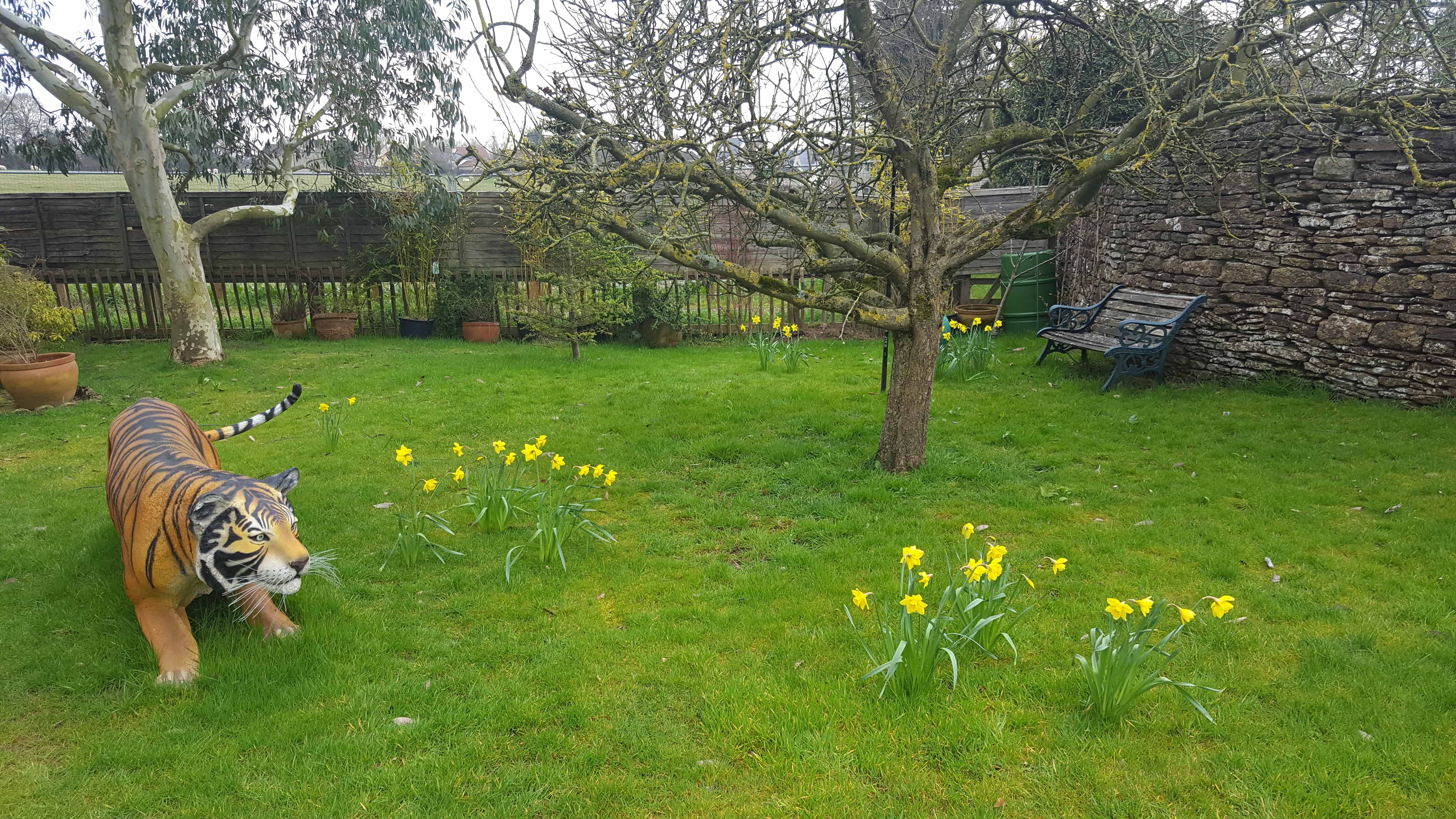 Five Lawn Care Tips to Prepare Your Lawn Ready for Spring * Orchard with apple tree, daffodils and tiger - getting our lawn ready for Spring