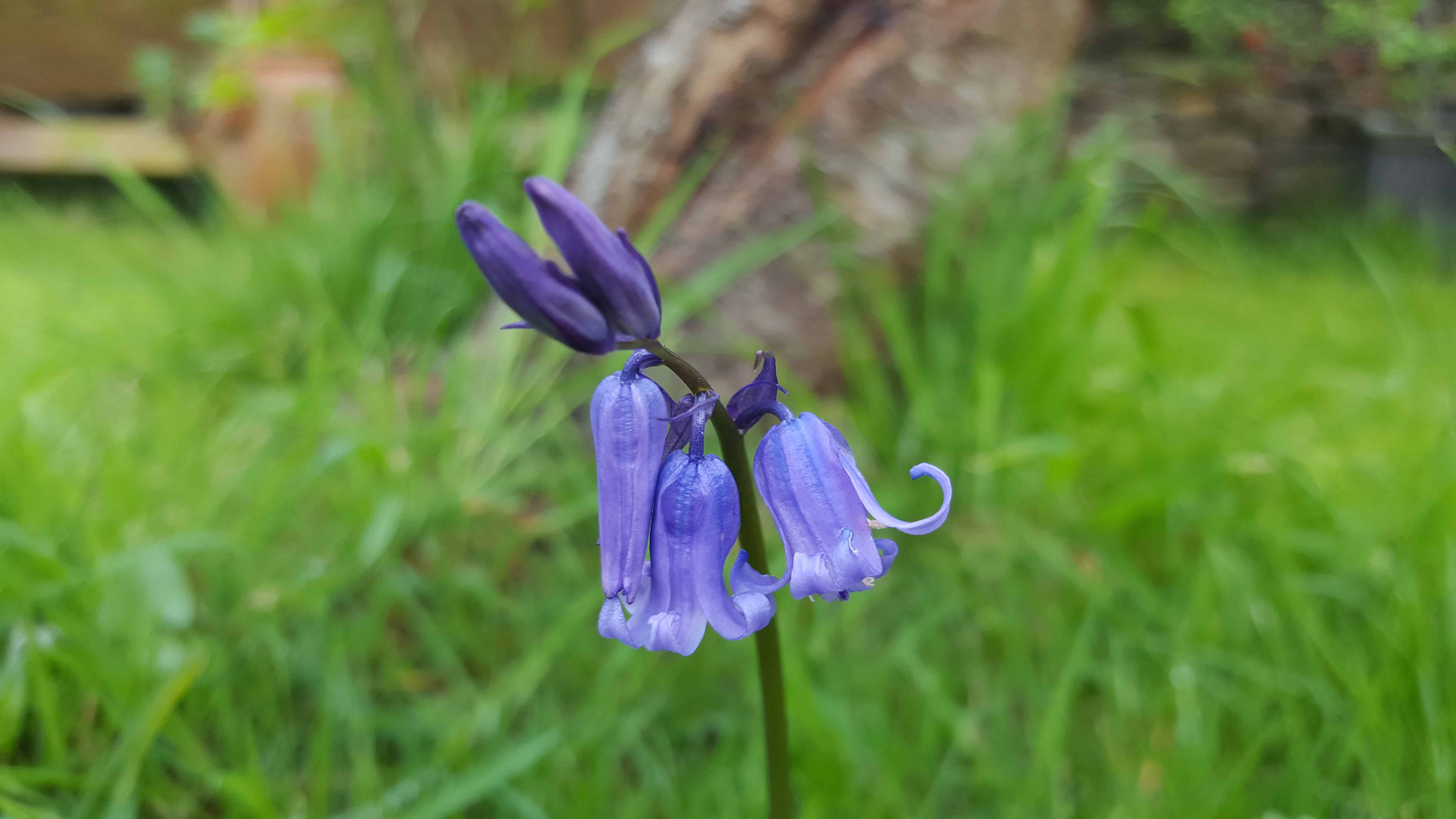 Five Lawn Care Tips to Prepare Your Lawn Ready for Spring * Bluebell and fruit tree - getting our lawn ready for Spring
