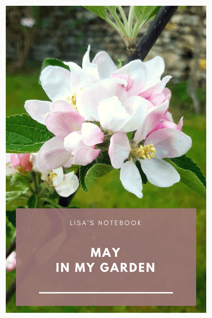 May in my garden * May-in-my-garden