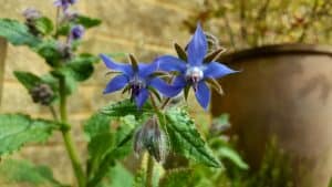 May in my garden * Borage