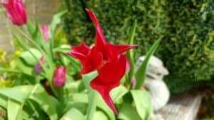 May in my garden * Tulip Dolls Minuet
