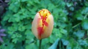 May in my garden * Tulip