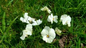 May in my garden * Pansies