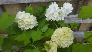 May in my garden * Viburnum Opulus Roseum