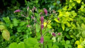 May in my garden * Aquilegia