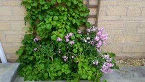 May in my garden * Stocks