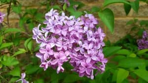 May in my garden * Lilac