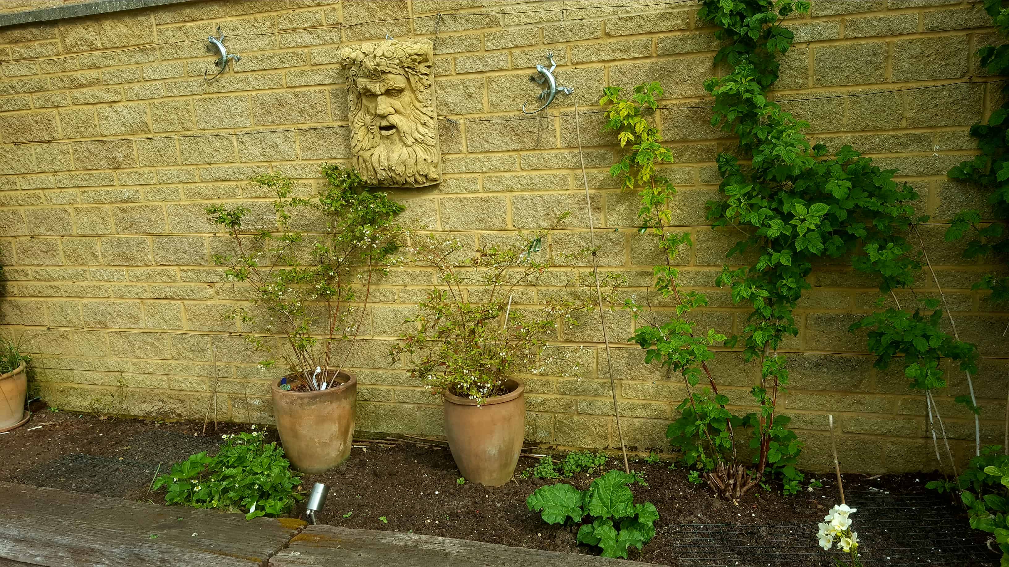 May in my garden * May-in-my-garden - blueberries, rhubarb, wild strawberries, raspberries